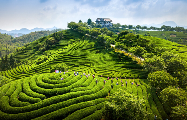 茶農(nóng)采摘高山茶