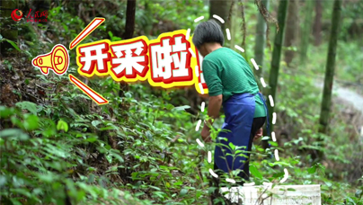 全國林改，從這里出發(fā)捷文村是全國第一個開展林權(quán)改革的試點(diǎn)村，眼下的捷文村正沉浸在靈芝豐收的喜悅中，村民們輕托菌蓋的采收場景是林下經(jīng)濟(jì)蓬勃發(fā)展的生動剪影。