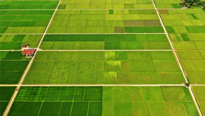 “小傅，咱種的糧增產(chǎn)啦！”為了讓“荒山披綠”，也為了“拔掉”水土流失帶來的“窮根子”，1999年起，長汀人民先用十年“退荒復(fù)綠”，又用十年“變荒為寶”。