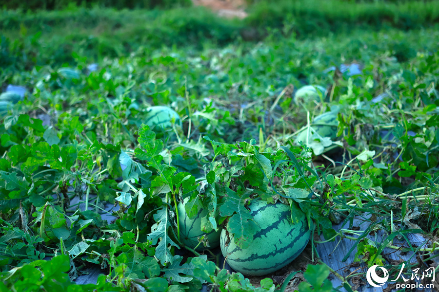 西瓜地里，西瓜滾圓。人民網(wǎng) 李昌乾攝
