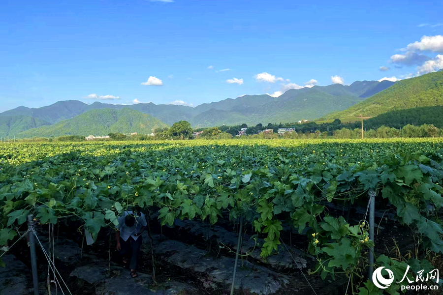 絲瓜田里，綠葉遮天蔽日，黃花點(diǎn)綴其中。人民網(wǎng)記者 林盈攝
