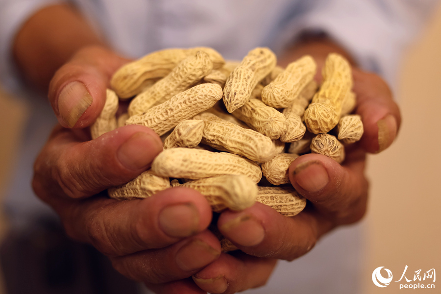 豐收的賴坊花生。人民網(wǎng) 李昌乾攝