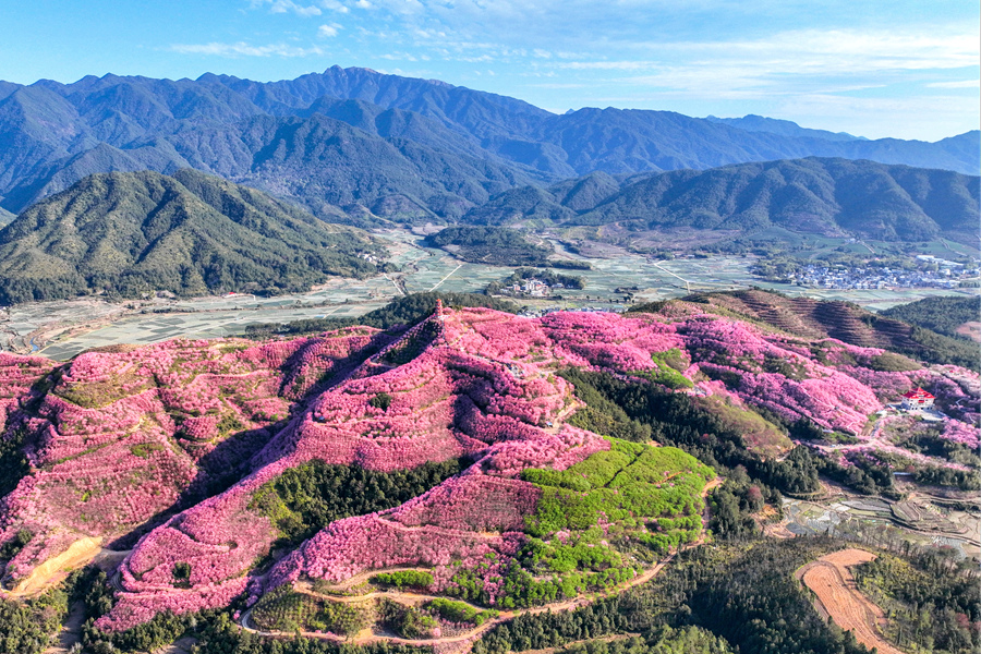 賴坊鎮(zhèn)的春日櫻花常吸引遠(yuǎn)近游客慕名而來(lái)。沈興源攝