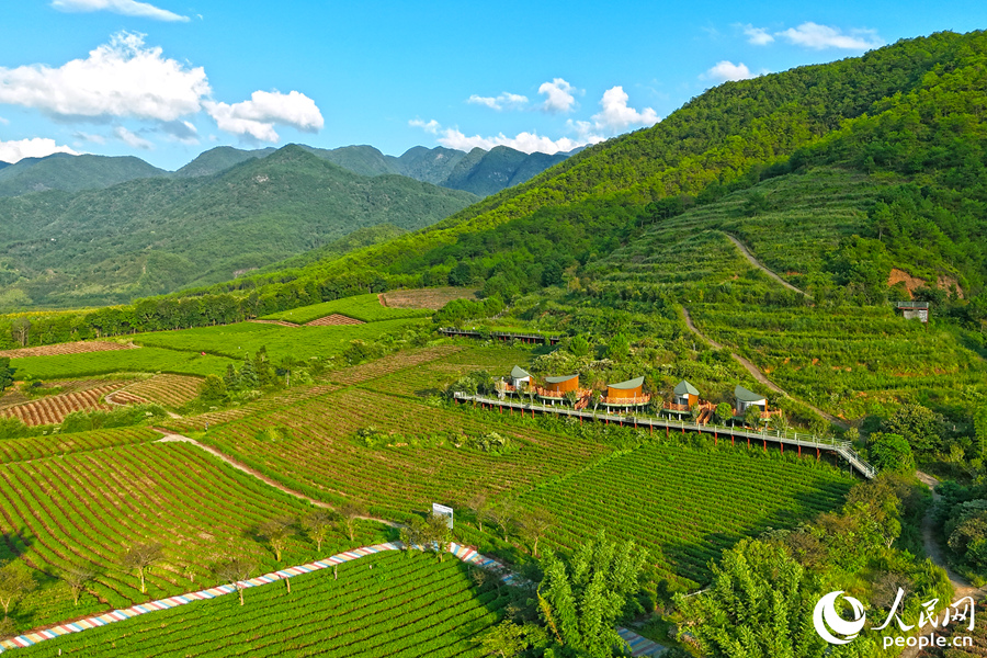 南山村的茶山成片，一到春天，漫山櫻花點(diǎn)綴其間。人民網(wǎng) 李昌乾攝