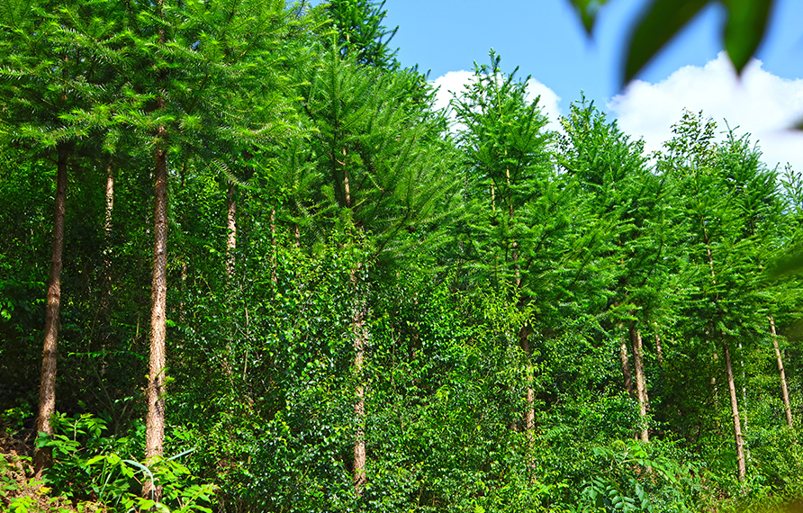清流縣建設(shè)“國儲林+茯苓+崗梅”的林下經(jīng)濟復(fù)合經(jīng)營示范基地
