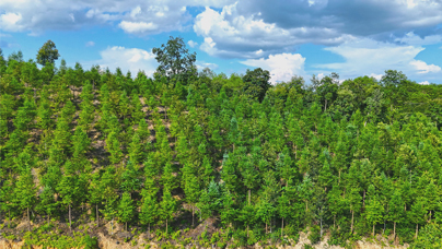 “一林三吃”的“金套餐”一片林子，除了賣樹還能做什么？在三明市清流縣，靠著一套“林木+茯苓+崗梅”的復(fù)合經(jīng)營“金套餐”，實(shí)現(xiàn)了“一林三吃”。