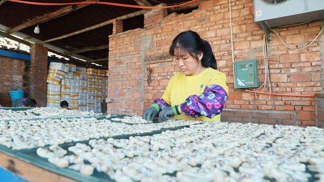 將蟶肉擺上篩子,準(zhǔn)備晾曬