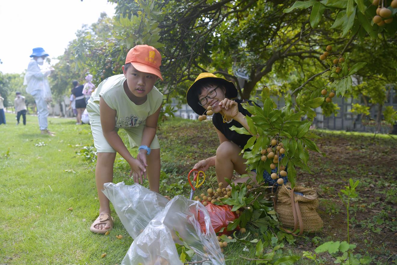 市民享受采摘樂趣，分享豐收喜悅。