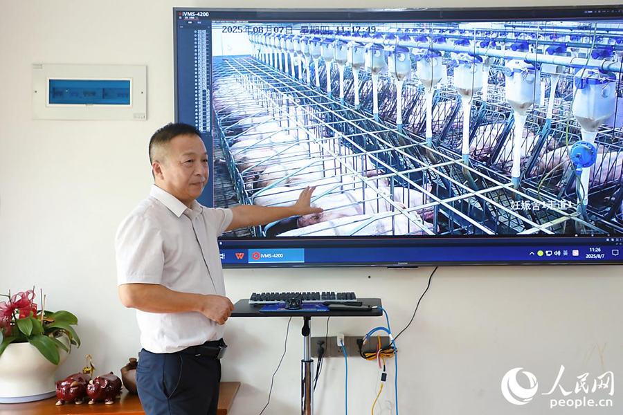 左珍衛(wèi)通過監(jiān)視器實(shí)現(xiàn)“遠(yuǎn)程智能養(yǎng)豬”。人民網(wǎng) 李唯一攝
