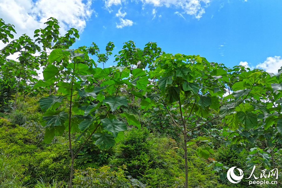 明溪縣種植的新型泡桐。人民網(wǎng) 李昌乾攝
