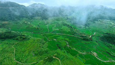 昔日“荒山”覆綠生“金”寧化縣河龍鄉(xiāng)的河龍貢米核心產(chǎn)區(qū)土壤有機(jī)質(zhì)含量高達(dá)3.03%左右，含豐富指標(biāo)的田塊達(dá)76.82%，為貢米的優(yōu)質(zhì)穩(wěn)產(chǎn)奠定了堅(jiān)實(shí)基礎(chǔ)。