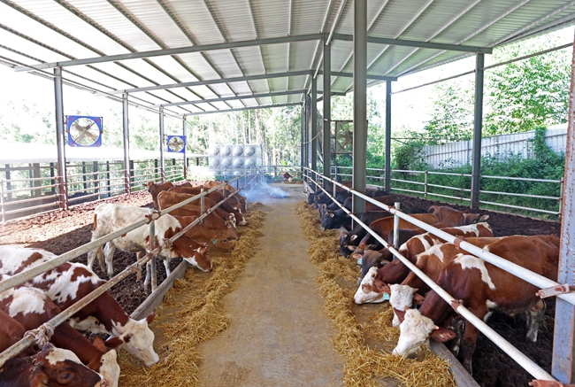 肉牛養(yǎng)殖場。沈東梅攝