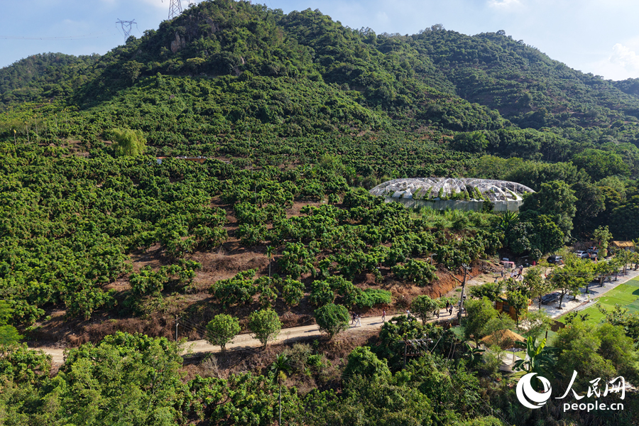 碩果累累的龍眼林。人民網(wǎng)記者陳博攝