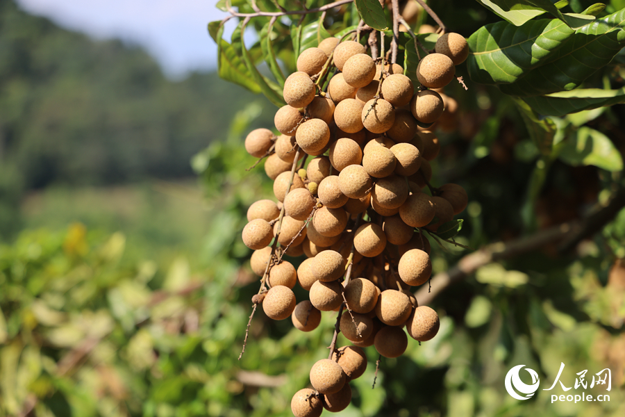 一串串沉甸甸的果實(shí)掛滿枝頭。人民網(wǎng)記者陳博攝