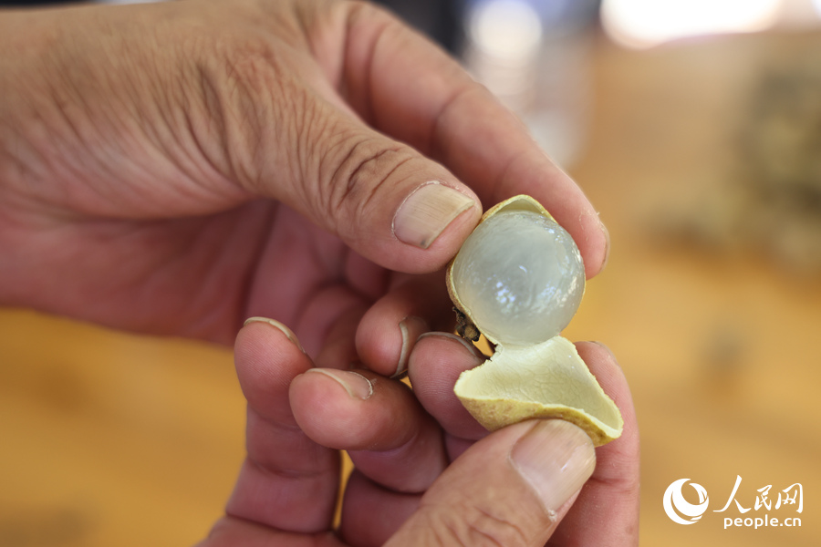 皮薄肉厚的龍眼，令人垂涎欲滴。人民網(wǎng)記者陳博攝