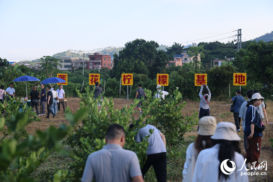 采風(fēng)團(tuán)參觀檸檬基地。人民網(wǎng)記者陳博攝