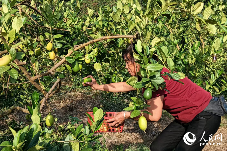 農(nóng)戶正在采摘檸檬。人民網(wǎng)記者陳博攝