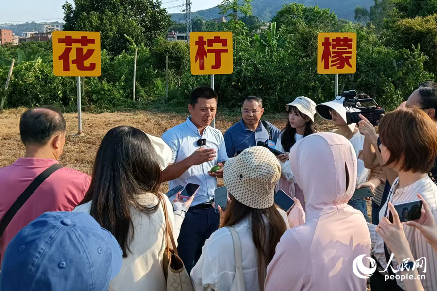 基地負(fù)責(zé)人介紹同安香水檸檬種植情況。人民網(wǎng)記者陳博攝