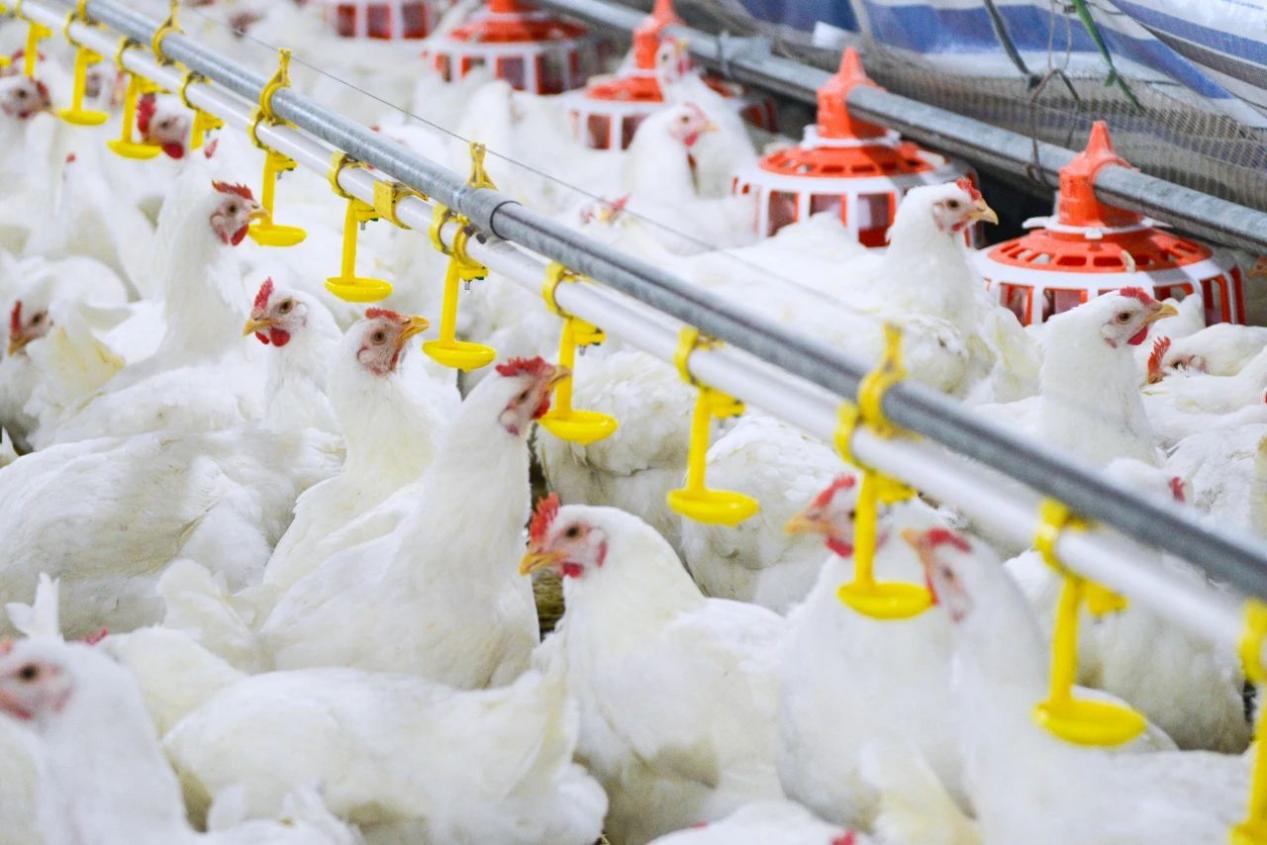 國(guó)內(nèi)第一個(gè)擁有自主知識(shí)產(chǎn)權(quán)的白羽肉雞配套系“圣澤901”原種雞。圣農(nóng)集團(tuán)供圖