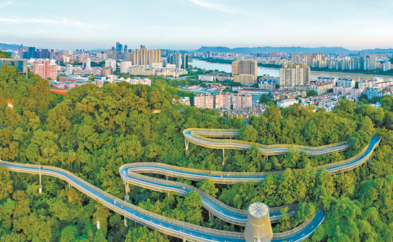 福道在綠樹叢中蜿蜒。林雙偉攝