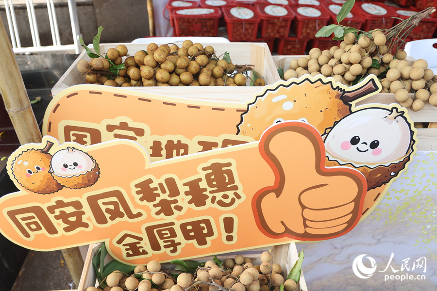 攤位上擺滿了剛采摘不久的龍眼鮮果。人民網(wǎng)記者 陳博攝