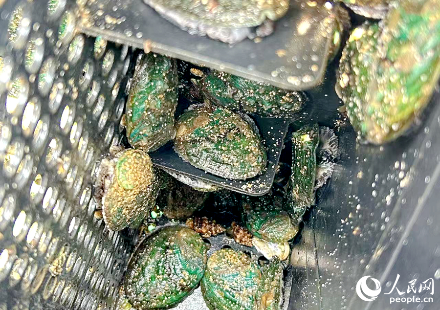 靜靜“趴”在網(wǎng)箱里的鮑魚。人民網(wǎng) 葉青卿攝