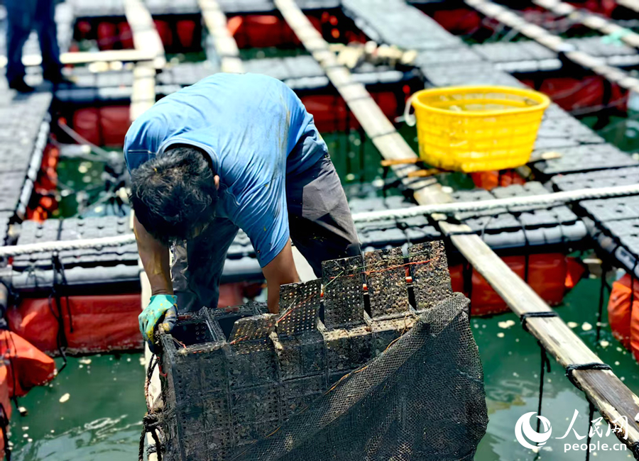 養(yǎng)殖工人撈出一個(gè)吊養(yǎng)在水下的鮑魚籠。人民網(wǎng) 葉青卿攝