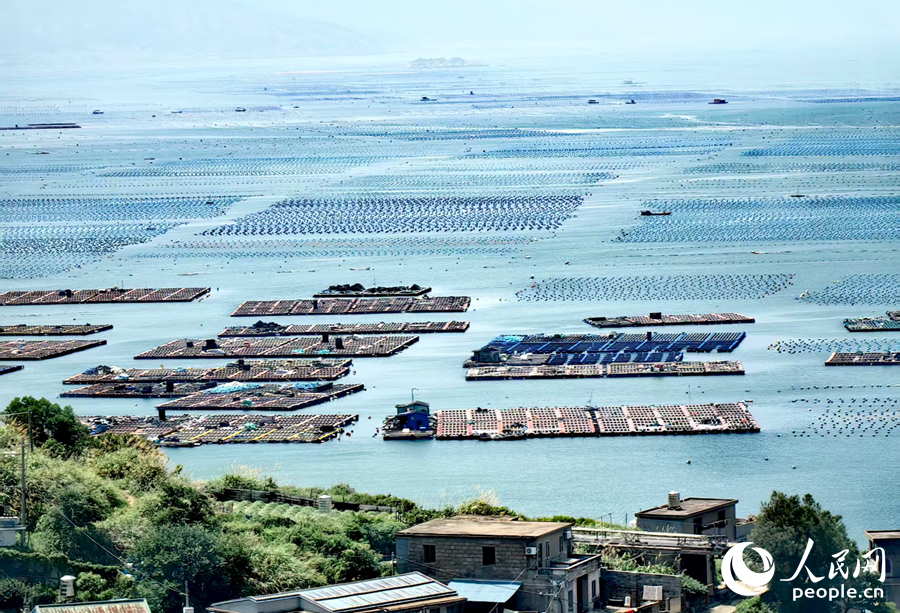 連江鮑魚約占全國總量的三分之一。人民網(wǎng) 葉青卿攝