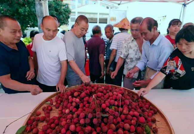 湖頭鎮(zhèn)橫山村、山都村荔枝產(chǎn)業(yè)大豐收。安溪縣委組織部供圖