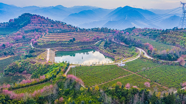 蘆田鎮(zhèn)梅占茶產(chǎn)業(yè)園基地。安溪縣委組織部供圖