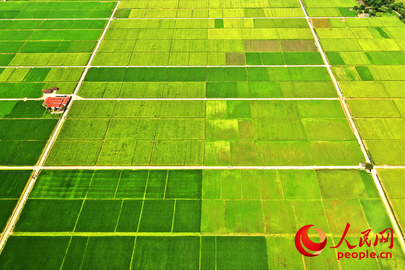 長汀縣萬畝水稻田。人民網(wǎng) 李唯一攝