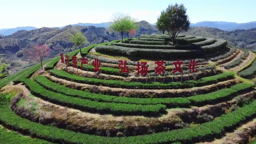 書洋鎮(zhèn)茶園一角。南靖縣融媒體中心供圖