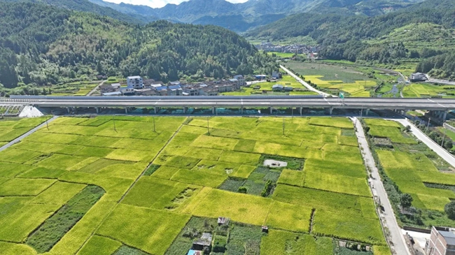 采用拋秧技術(shù)的水稻迎來豐收