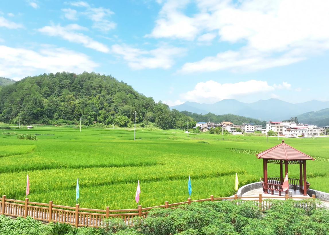 湖雷鎮(zhèn)上南村。姜淇攝