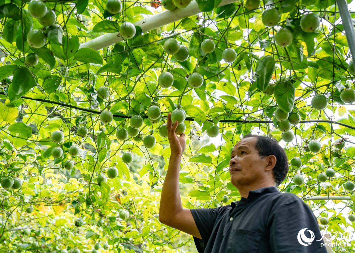 金砂鎮(zhèn)西田村的百香果種植園。實(shí)習(xí)生 魏建燁攝