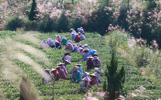 采茶工們?cè)诓刹?。安溪縣委宣傳部供圖