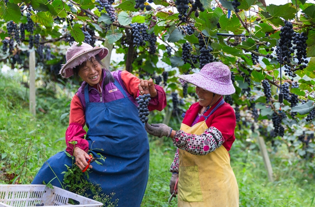 葡萄豐收，果農(nóng)臉上洋溢著笑容