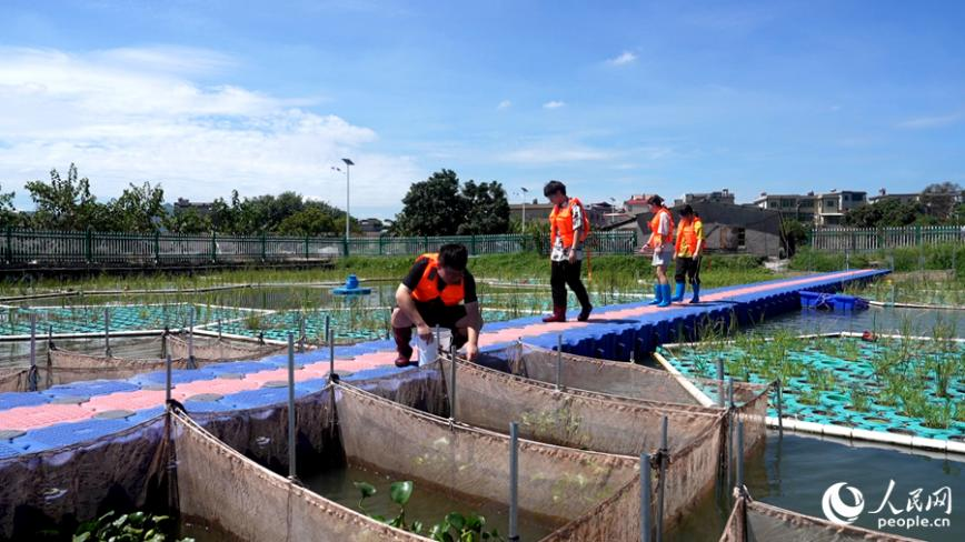 頂著烈日，集美大學水產(chǎn)學院學生在試驗基地查看蝦苗生長情況。人民網(wǎng) 蘇海森攝