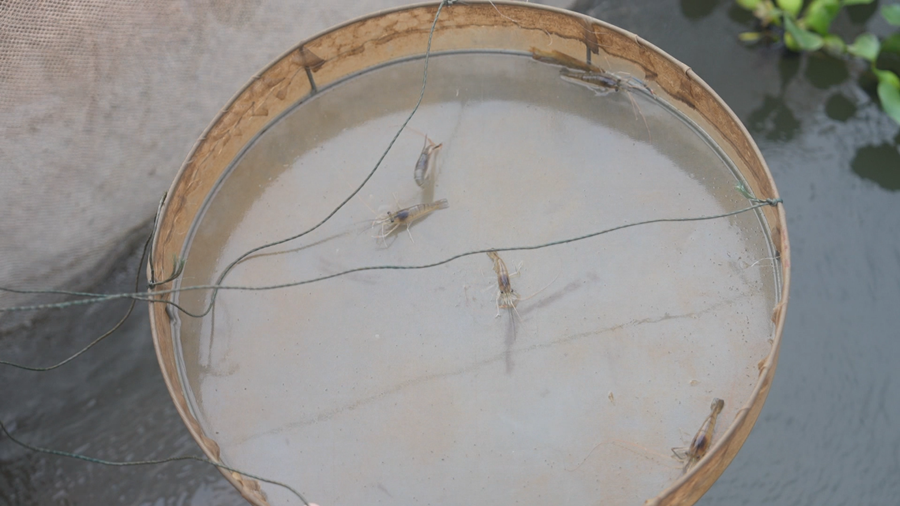 剛孵化不久的羅氏沼蝦。龍文區(qū)融媒體中心供圖