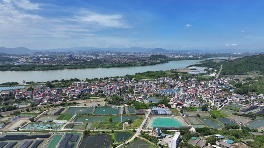 毗鄰江河的汐浦村淡水養(yǎng)殖業(yè)發(fā)達。龍文區(qū)融媒體中心供圖