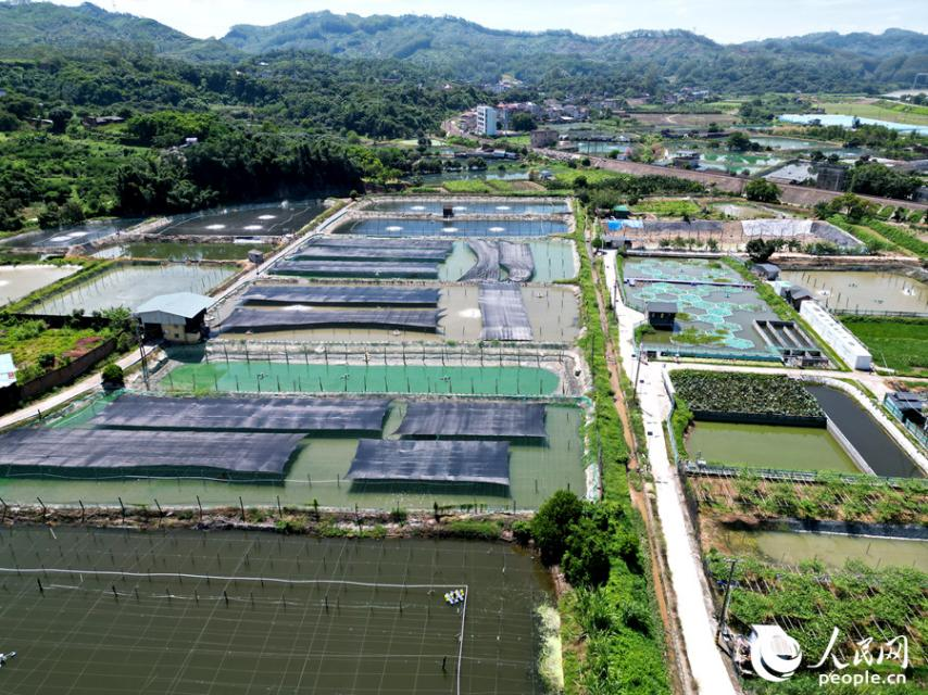 汐浦村淡水養(yǎng)殖基地一角。人民網(wǎng) 蘇海森攝