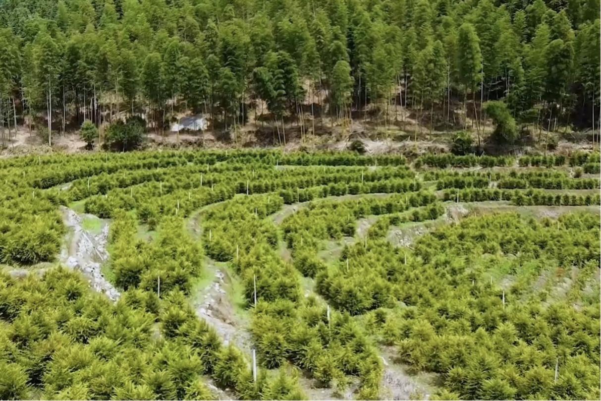 人工培植的紅豆杉。明溪縣融媒體中心供圖