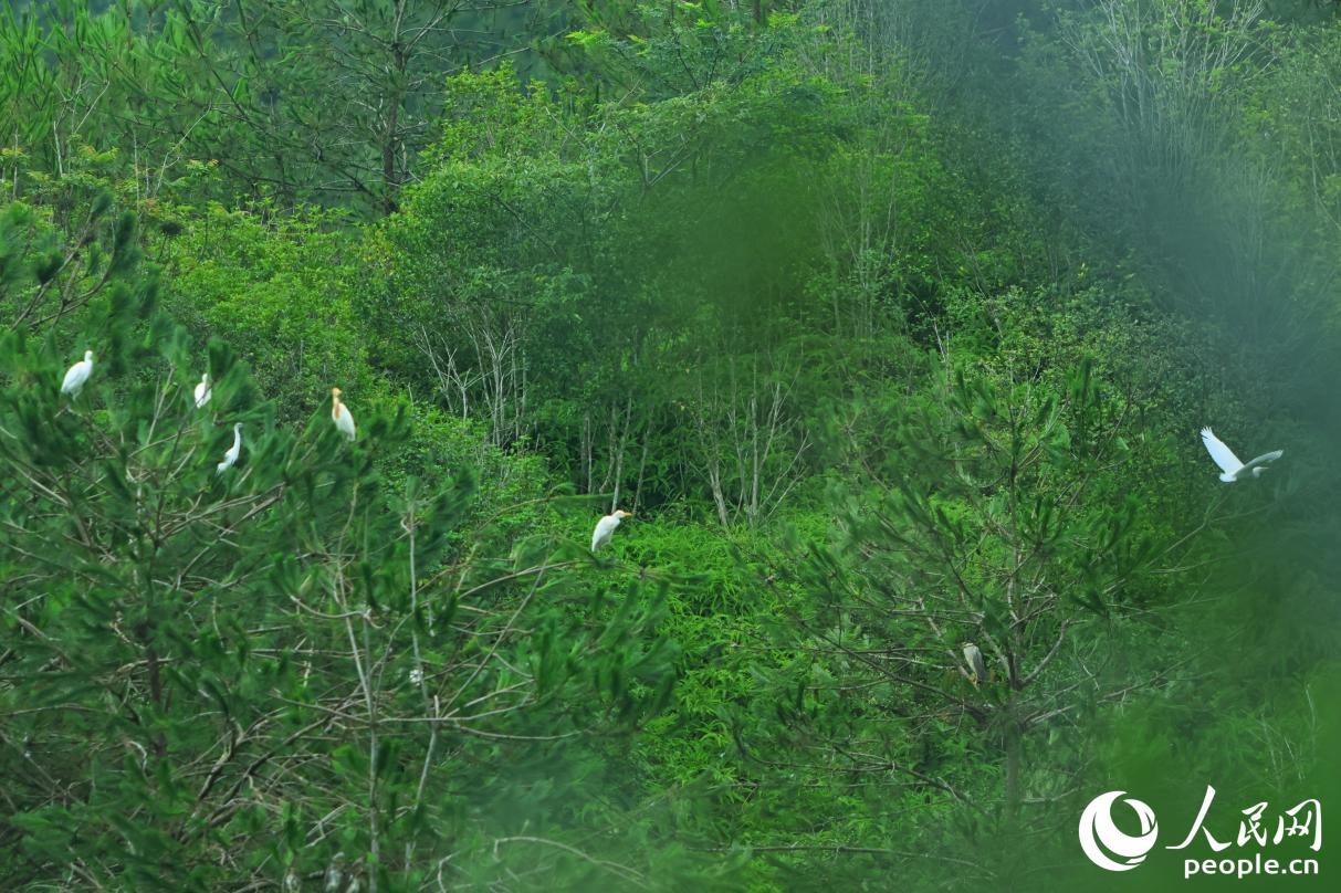 寧化密林吸引白鷺“眷顧”。人民網(wǎng) 李昌乾攝