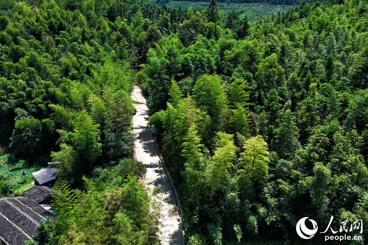 煥然一新的村道直穿尤溪山林。人民網(wǎng) 李唯一攝