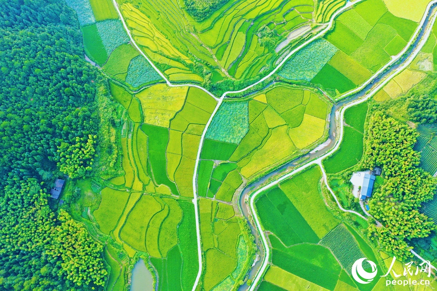 寧化的貢米沃野美得像幅畫(huà)。人民網(wǎng) 李唯一攝