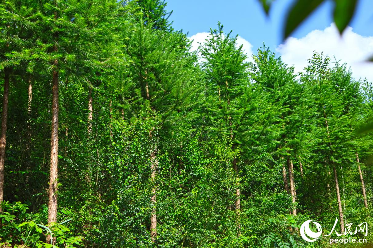 在清流縣，林農(nóng)們可以在“一片林地”上，種出“三份收入”。人民網(wǎng) 李昌乾攝