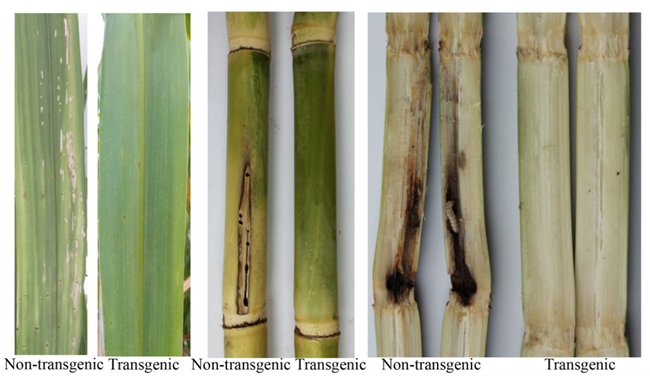 轉(zhuǎn)基因甘蔗抗蟲性表現(xiàn)