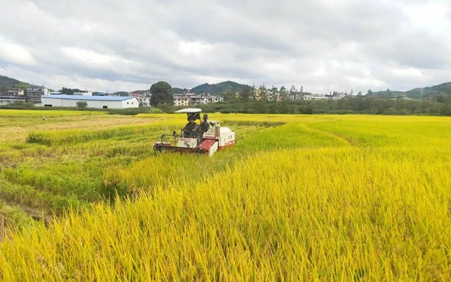 收割作業(yè)現(xiàn)場(chǎng)