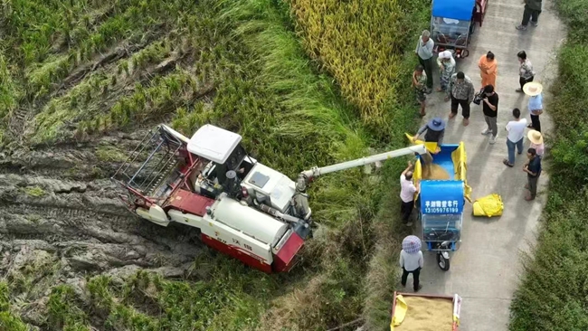 收割作業(yè)現(xiàn)場(chǎng)