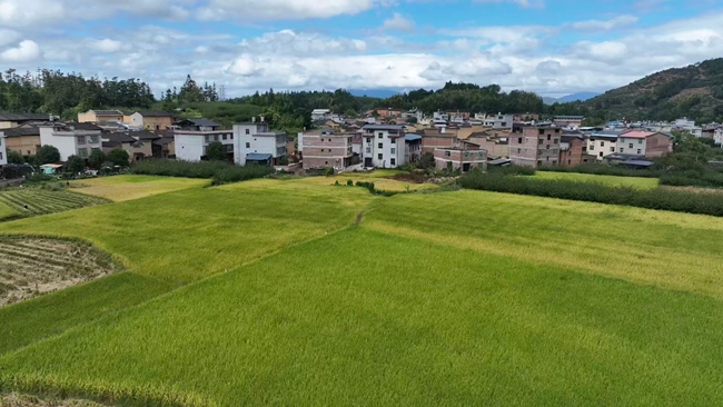 田間地頭一片好“豐”景